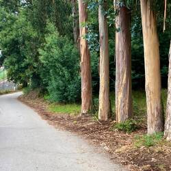 Standard eucalyptus forest