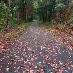 Someone has been decorating the cycle route. Mile after mile of it. A linear work of art