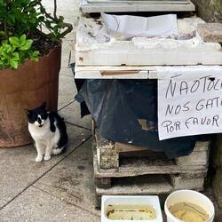 "Please don't touch our cat"