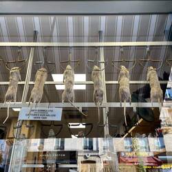 Rat catching business window!