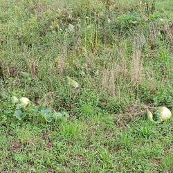 Gourds in the garden
