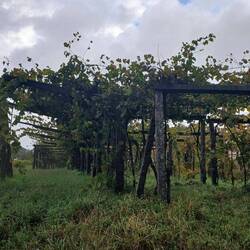 The framework for most vineyards is created with slabs of stone for the upright supports.