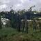 The framework for most vineyards is created with slabs of stone for the upright supports.