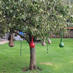 Gourds in the tree