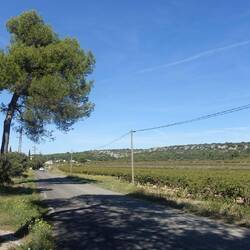 Unter Pinien geht es durch die Provence