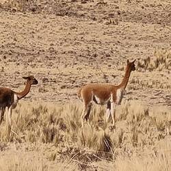 Vicuñas, sehr scheu