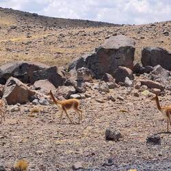 ... und noch mehr Vicuñas
