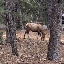 Am Camping grasen die Wapiti
