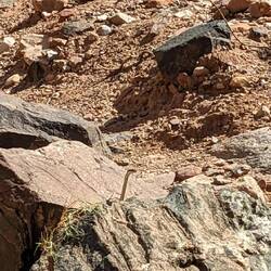 Da guckt jemand zwischen den Steinen hervor, glücklicherweise klappert sie nicht.