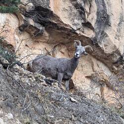 Ein Bighorn Sheep am Wegesrand