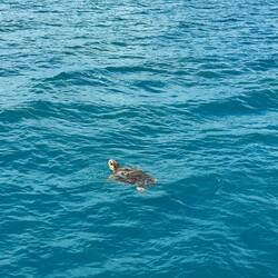 Die erste Schildkröte von ganz nah 🐢