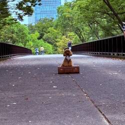 A lady was doing a dog photography session so I jumped in and took a photo.