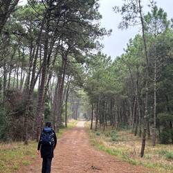Pine forest walk to Caminha