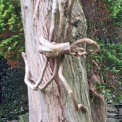 Rydal Hall; giant spider