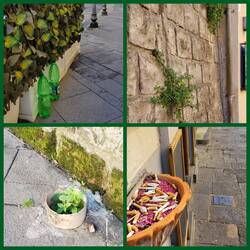 Sights along the way today! Greenery growing through adversity, water for dogs, ashtrays on walls!