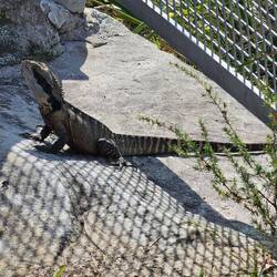 Our first iguana of the trip