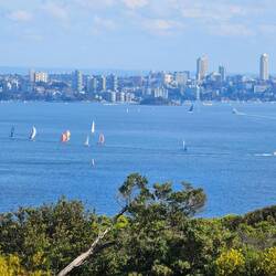 Path lookout: Sailing in North Harbor w/ a view of Sydney in the background