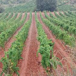 Perfect Vineyards