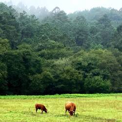 Rural scene