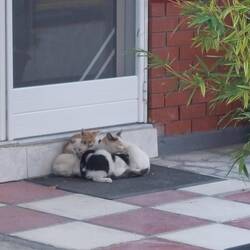 Katzenfamilie vor dem Metzger