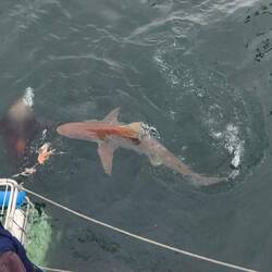 Bronze Whaler Shark