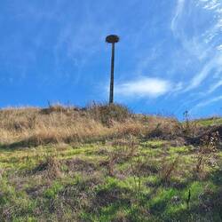 What bird needs a nest this big?