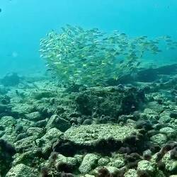 Großer Schwarm von Yellow Snapper