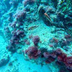 Soldatenfische. Nachtaktive, giftige Fische 🐠