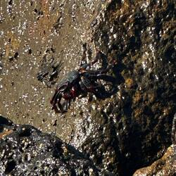 Kleine Krebse auf den Felsen