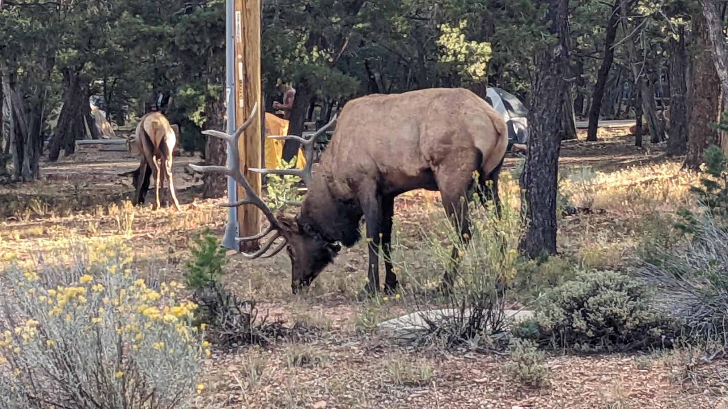 Eine Elk (Wapiti) Herde im Camping sagt "Guten Morgen" (mit lautem Röhren des Chefs)