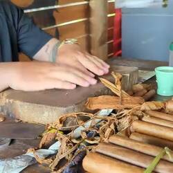 Learning the traditional way to roll a cigar