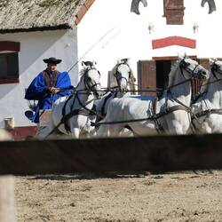 Lipizzaner sind nur in der Puszta anzutreffen