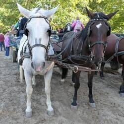 Eine Runde mit dem Pferdewagen
