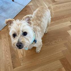 Cody unser Mitbewohner die letzten 3 Tage