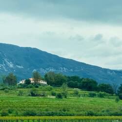 Gorgeous vineyards