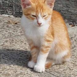 Katzenfotos gehen immer!