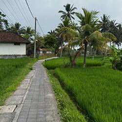 Kajeng Rice Field