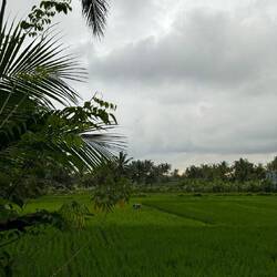 Kajeng Rice Field