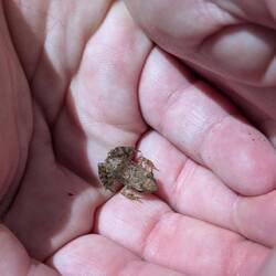 Kleine Freude waren auch wieder dabei 🐸