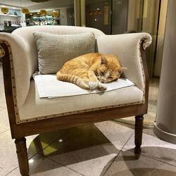 Diese Katze gehört schon fast zum Hotelinventar. Sie hat ihren eigenen Stuhl neben der Rezeption.