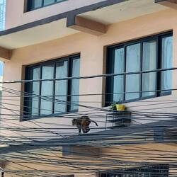 First monkey sighting running along the wires