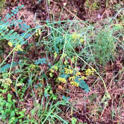 Wild fennel along the road. I rubbed my fingers in it, yummy smell