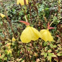 Droopy large Evening Primrose
