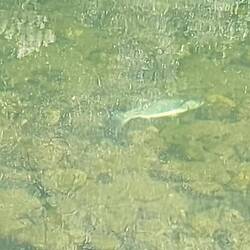 Beaucoup de poissons dans le Zézére.