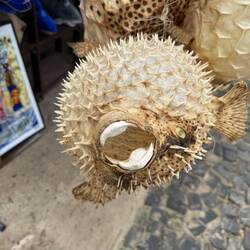 Kugelfische kann man hier zwar kaufen, aber wie soll man sie ins Handgepäck bekommen?