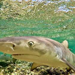 Zitronenhaie. Zwar noch klein, aber den richtigen Blick bereits aufgesetzt 👿