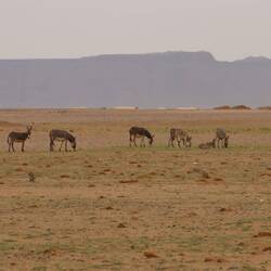 Auf dem Rückweg nach Nouakchott