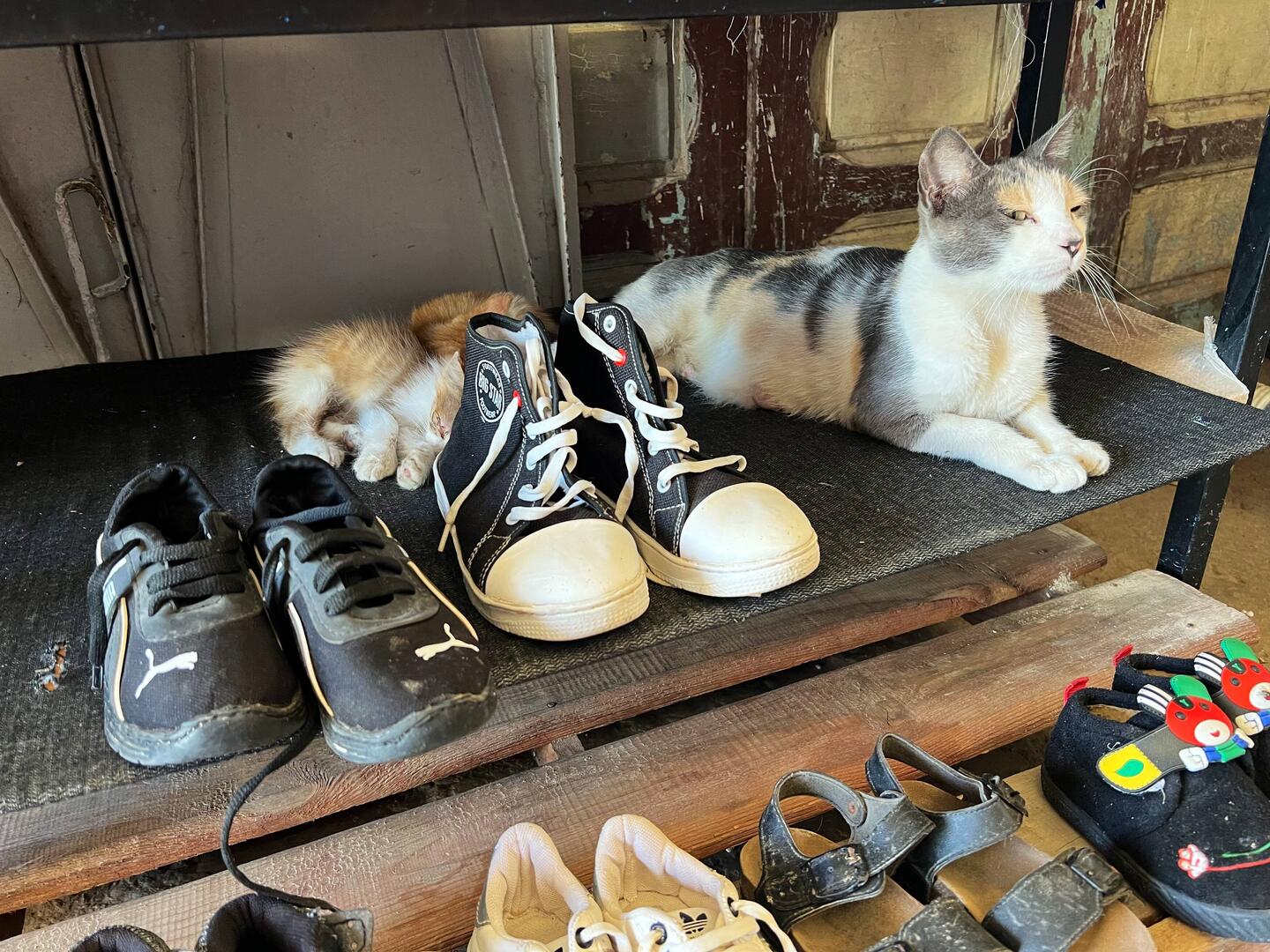 🐈‍⬛ überall, leider krank 🥲