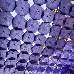 Purple umbrellas in the 1st