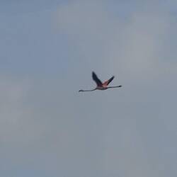 Ein Flamingo im Flug